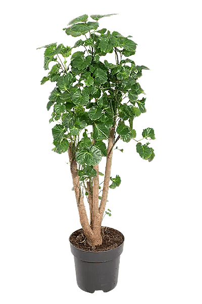 Polyscias balfouriana,