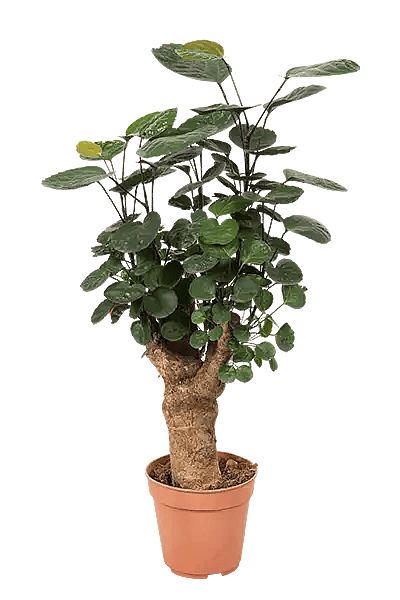 Polyscias fabian,