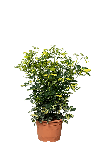 Schefflera arboricola "Golden Capella",