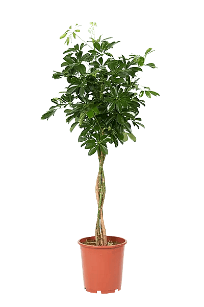Schefflera arboricola,