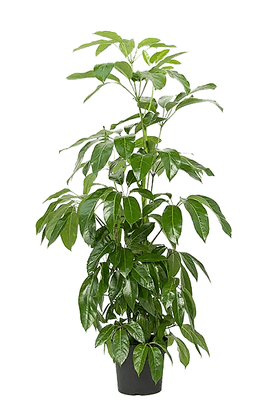 Schefflera actionphylla "Amate",