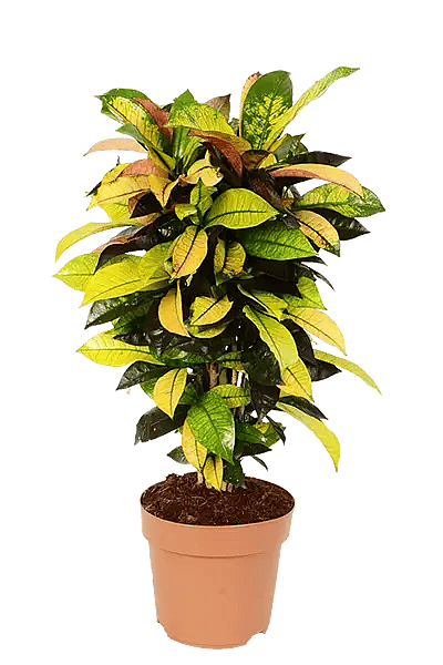 Codiaeum variegatum Iceton,