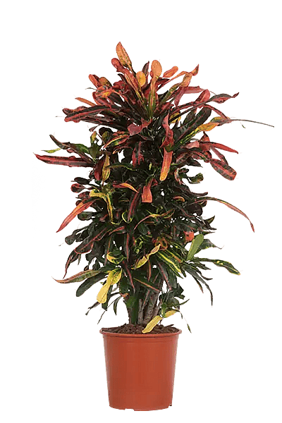 Codiaeum variegatum Mammi,