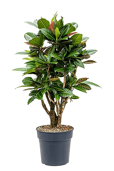Codiaeum variegatum Petra,