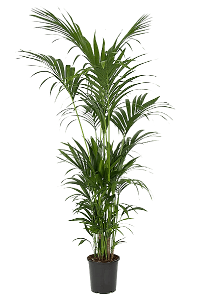 Stor grøn kentia-palme,