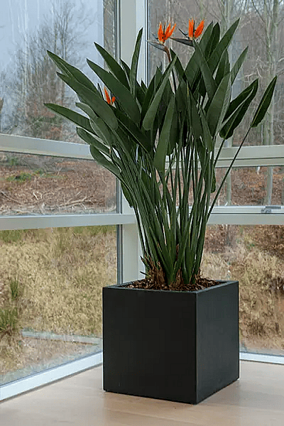 Strelitzia med blomster,