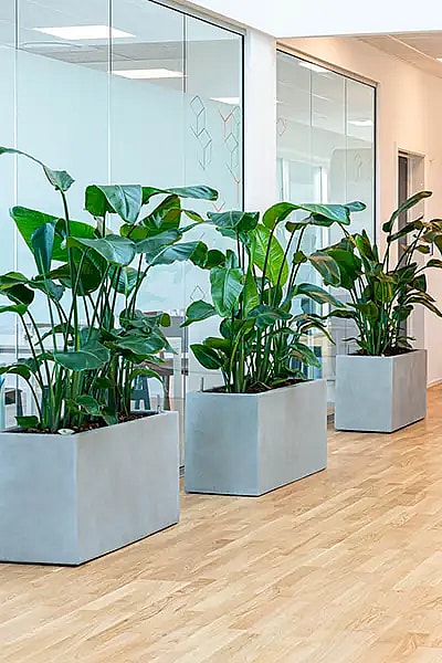 Strelitzia,