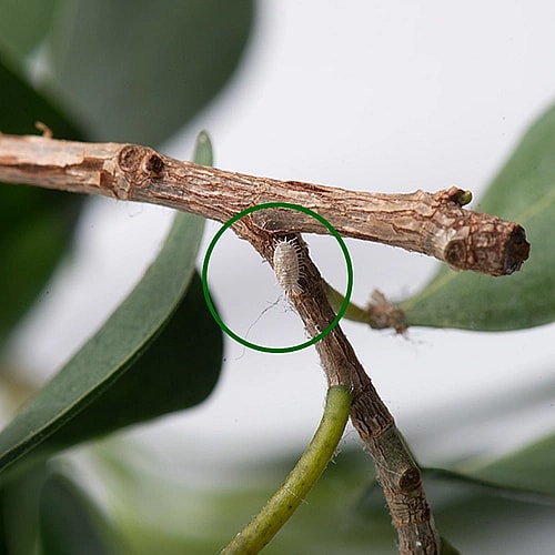 Uldlus i Ficus,