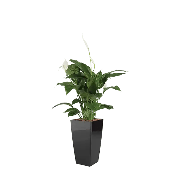 Spathiphyllum, Luftrende plante,