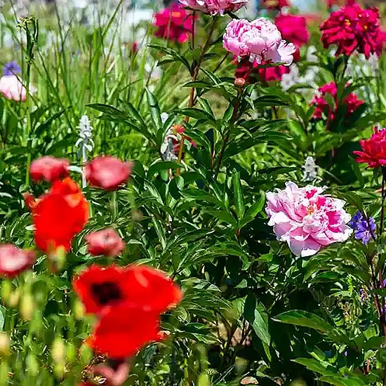 Blomsterbede, Peoner,