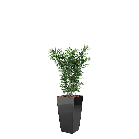 Dracaena, Luftrende plante,