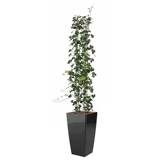 Hedera, Luftrende plante,