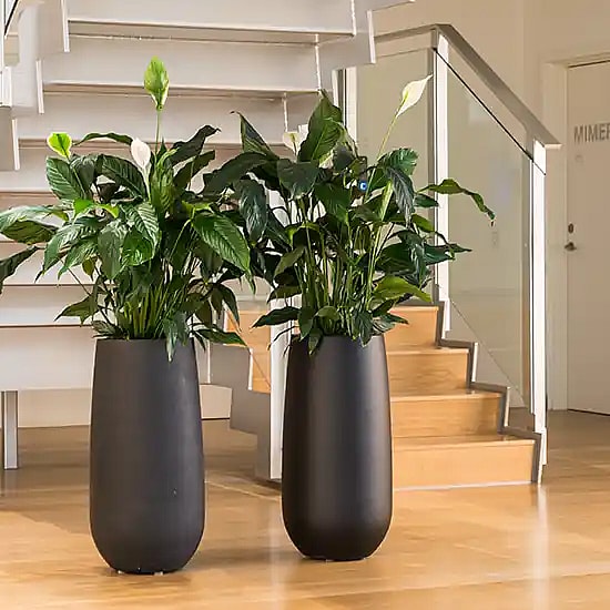Sorte krukker med grønne planter,
