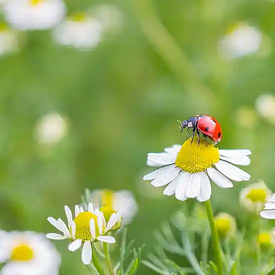 Mariehøne, anlæg af biodiversitet,
