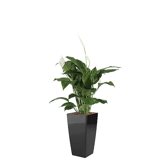 Spathiphyllum, Luftrende planter,