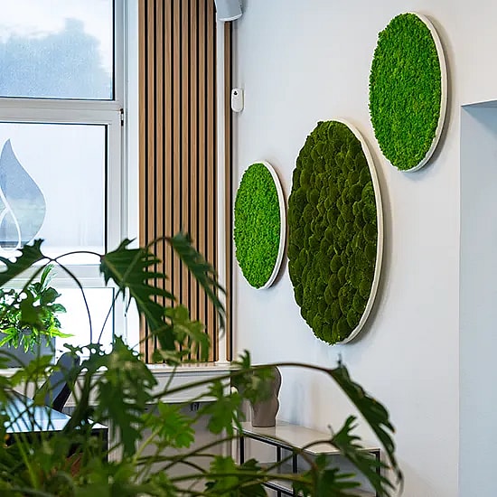 Kontor med 3 store moscirkler,