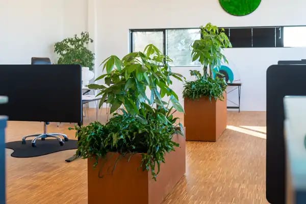 Grønne planter som afskærmning, kontor, aflange krukker,