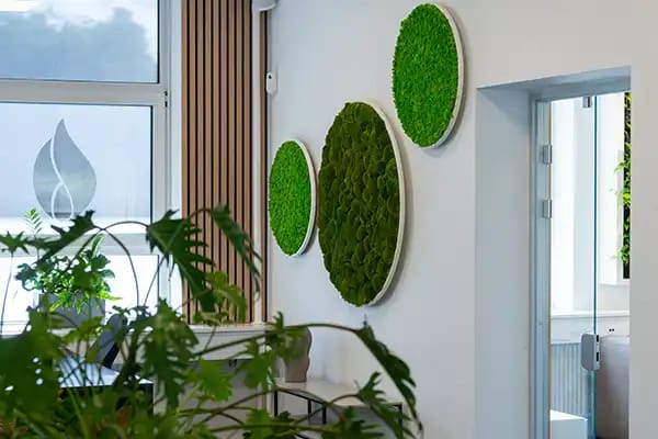 Moss circles on office wall,