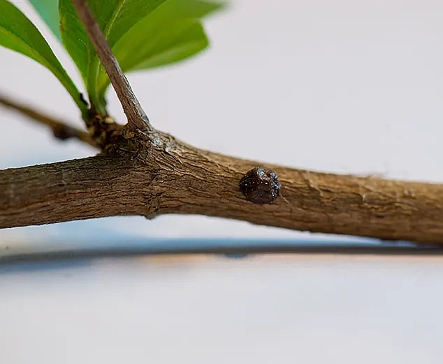 Skjoldlus i ficus,