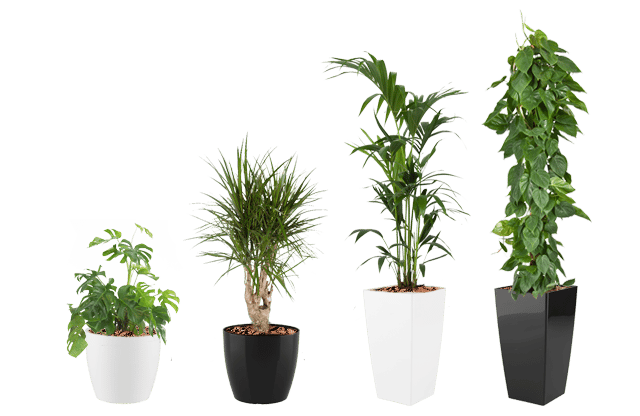 Lej planter, leje af planter, kontor planter, sort og hvide potter, grønne planter, kontorbeplantning, lej planter