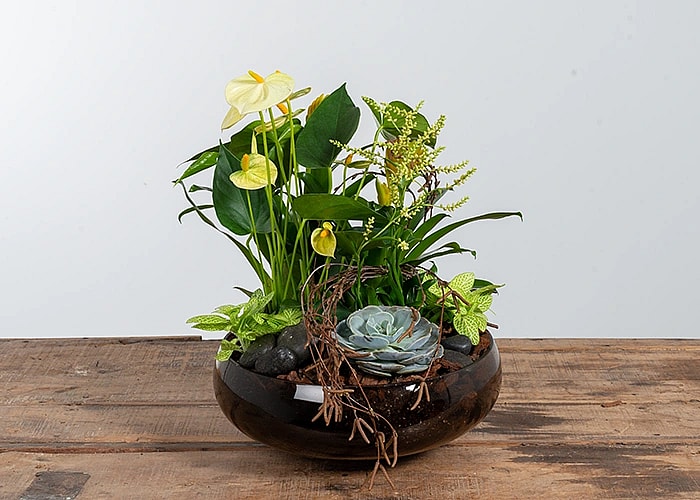 Dekoration med hvide Anthurium,