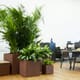 Godt arbejdsmiljø, indendørs plantemiljø. howea, aglaonema, planter til kontoret, godt arbejdsmiljø