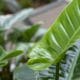 Philodendron, planter, luftfugtighed,