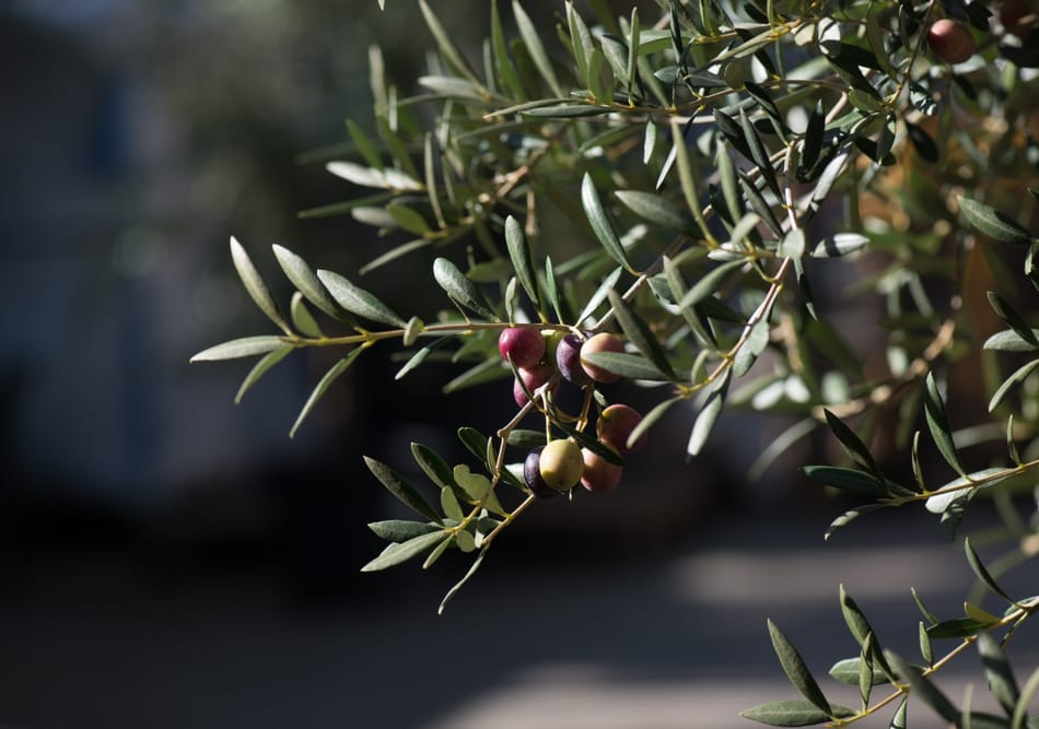 Oliventræ helt tæt på