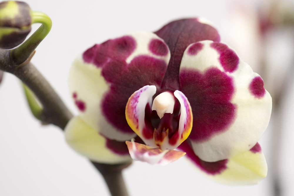 2-farvet-Phalaenopsis,