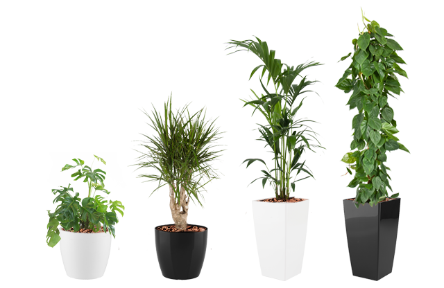 Lej planter og krukker til kontoret med garanti og planteservice.
