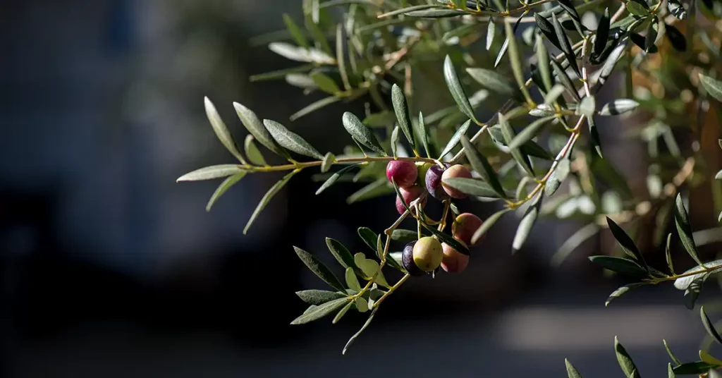 Nærbillede af oliven blade og frugter,