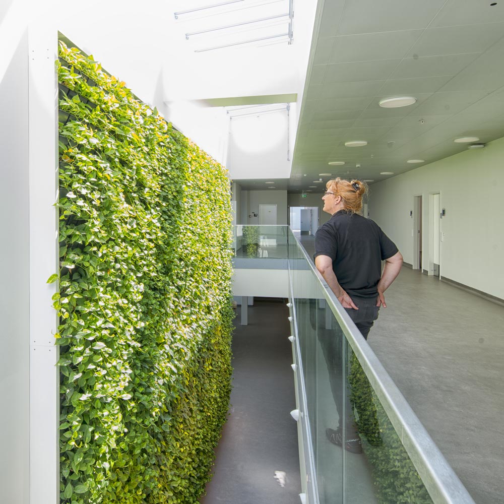 Plantevæg sygehus, grønvæg,
