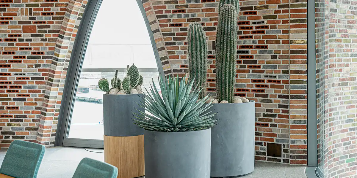 Plantegruppe med kaktusser på kontor,