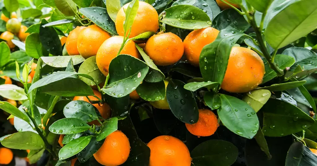 Citrus frugter,