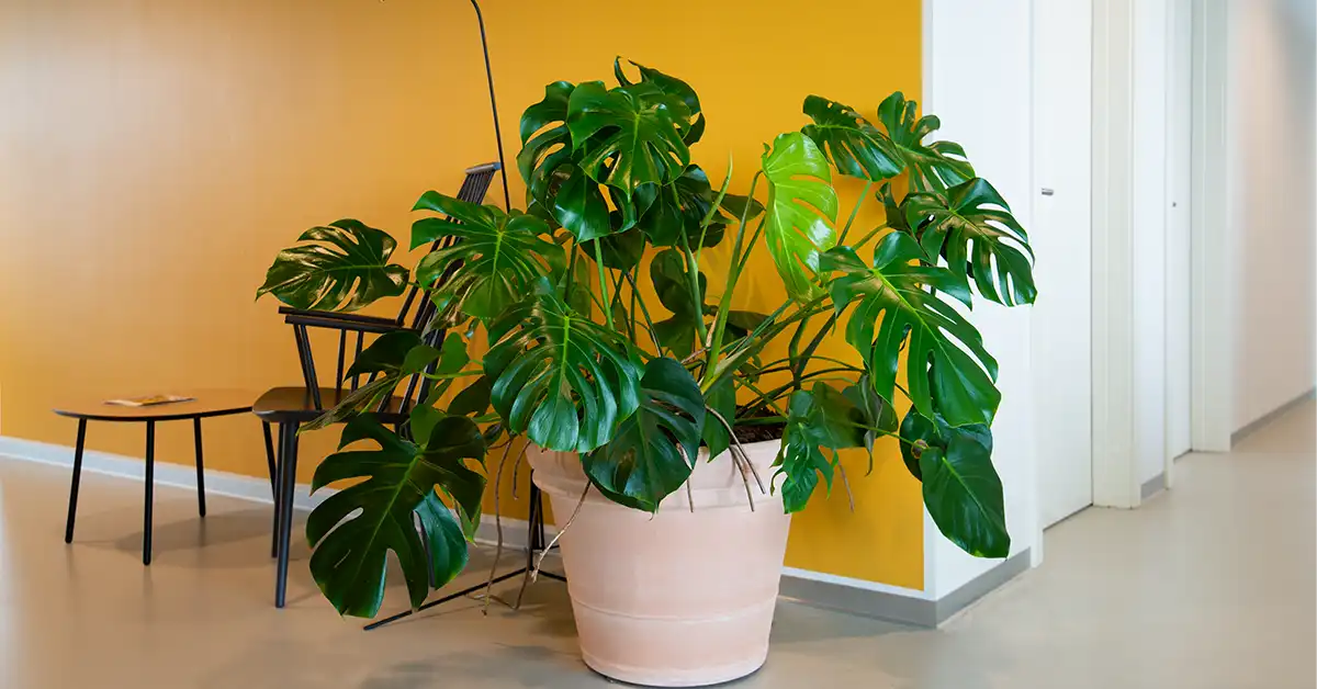 Monstera plante i terracotta krukke,