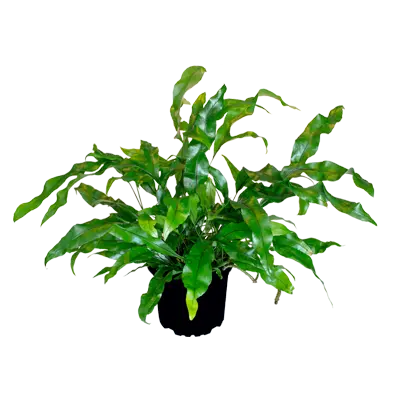Microsorum plante,