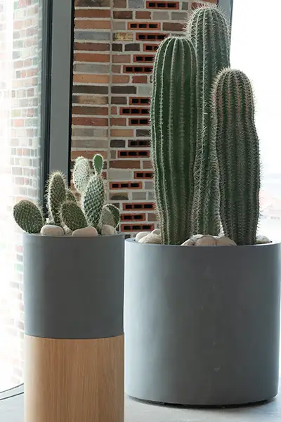 Beton krukker med kaktus,