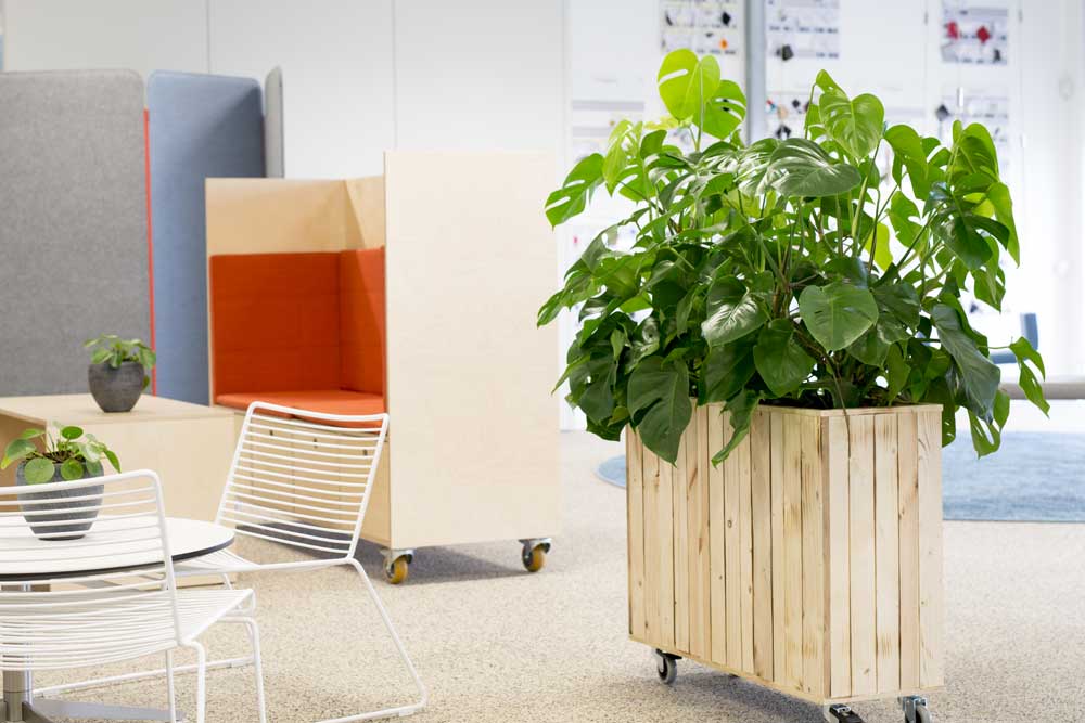 Tr%C3%A6kasse-med-monstera.jpg