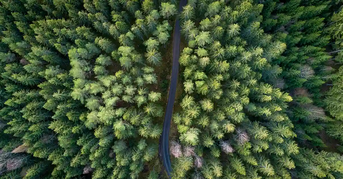 Skovvej, Miljø, Dronefoto,