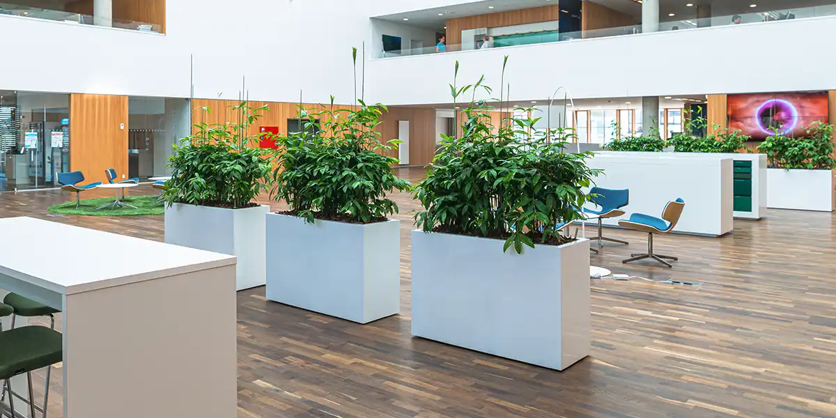 Aflange hvide plantekumme med hjul og grønne planter i kontormiljø,