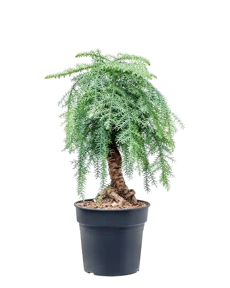 Araucaria cunninghamii, Stuegran,