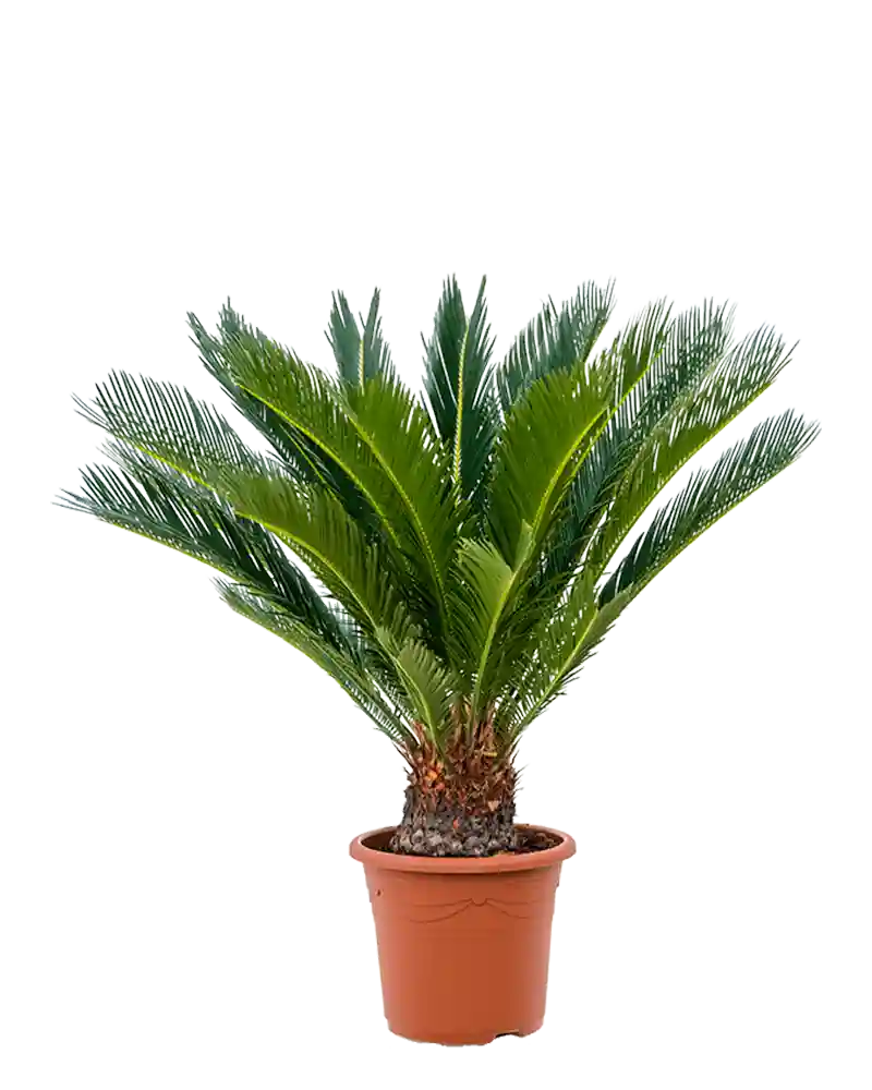 Cycas revoluta, Koglepalme,
