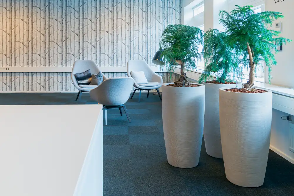 Gode planter til det lyse kontor,