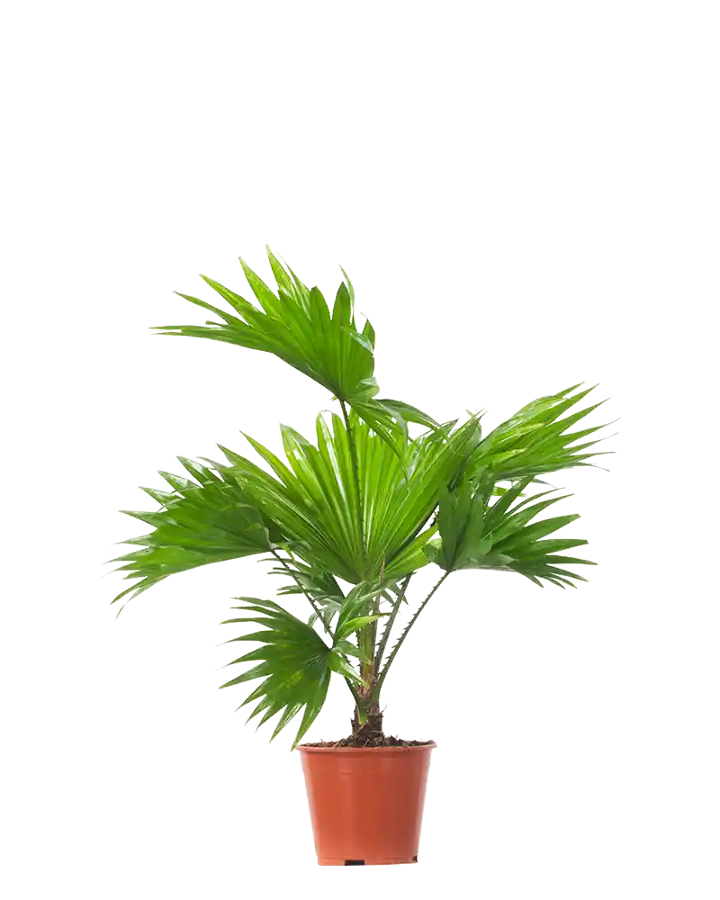 Livistonia rundifolia ,