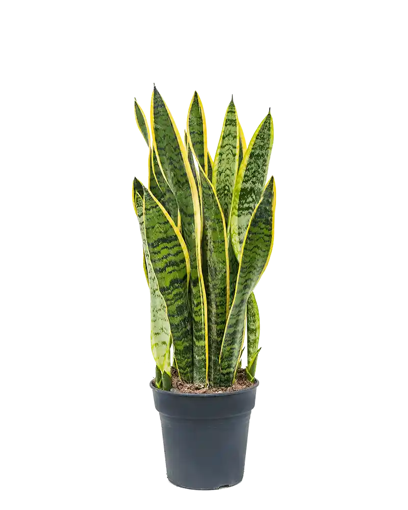 Sansevieria trifasciata ‘Laurentii’, Svigermors Skarpe Tunge,