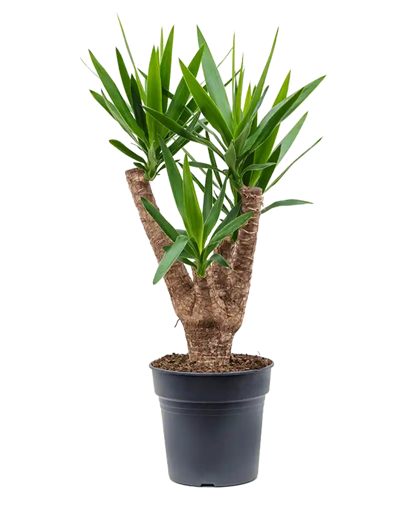 Yucca plante,
