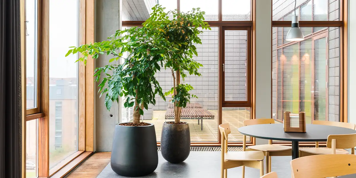 Beplantning i kantine,
