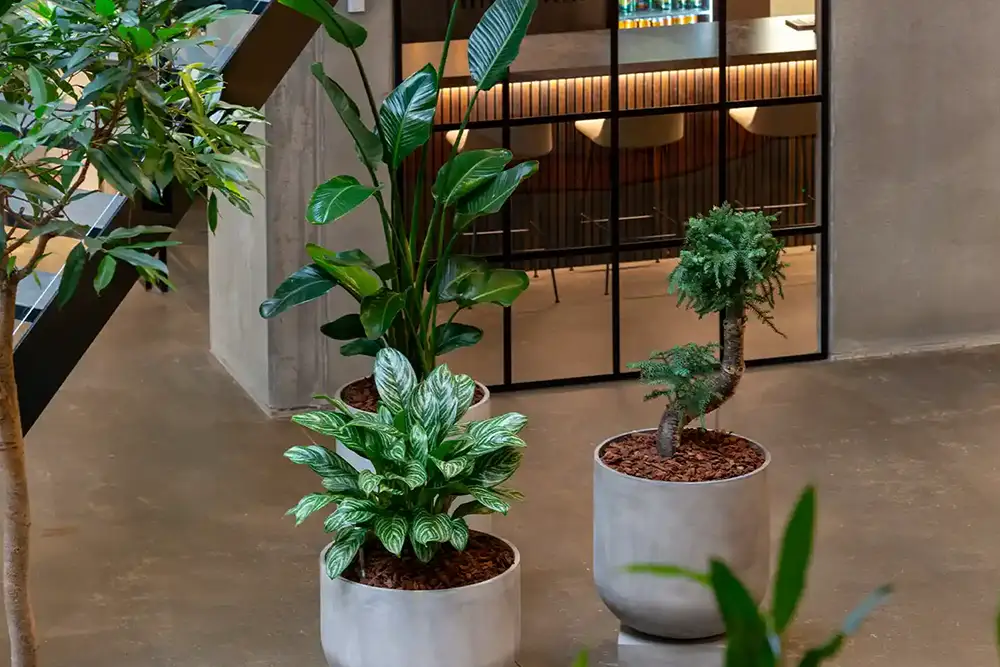 Indretning med grønne planter,