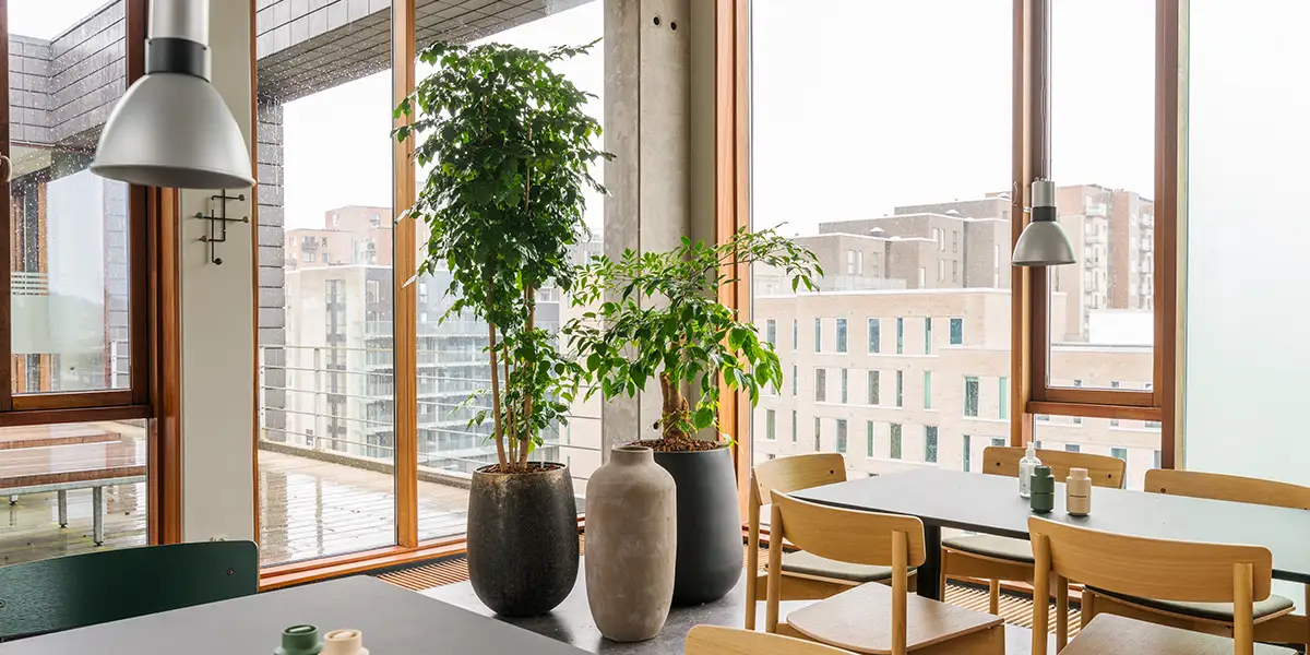 Planter i kantine,