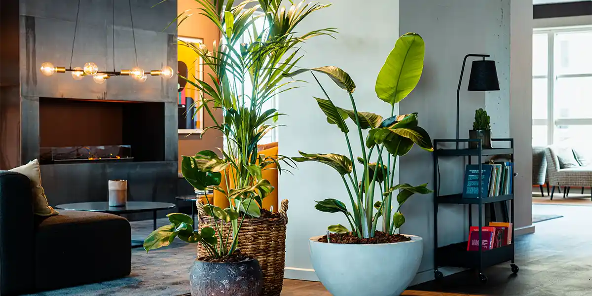 biophilic indretning i hjemmet,